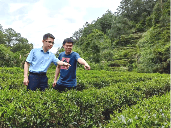 厦门国际银行南平分行走访茶山茶园
